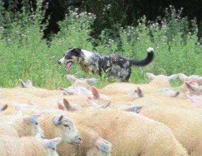 Welsh Sheepdog Wilden Merlin